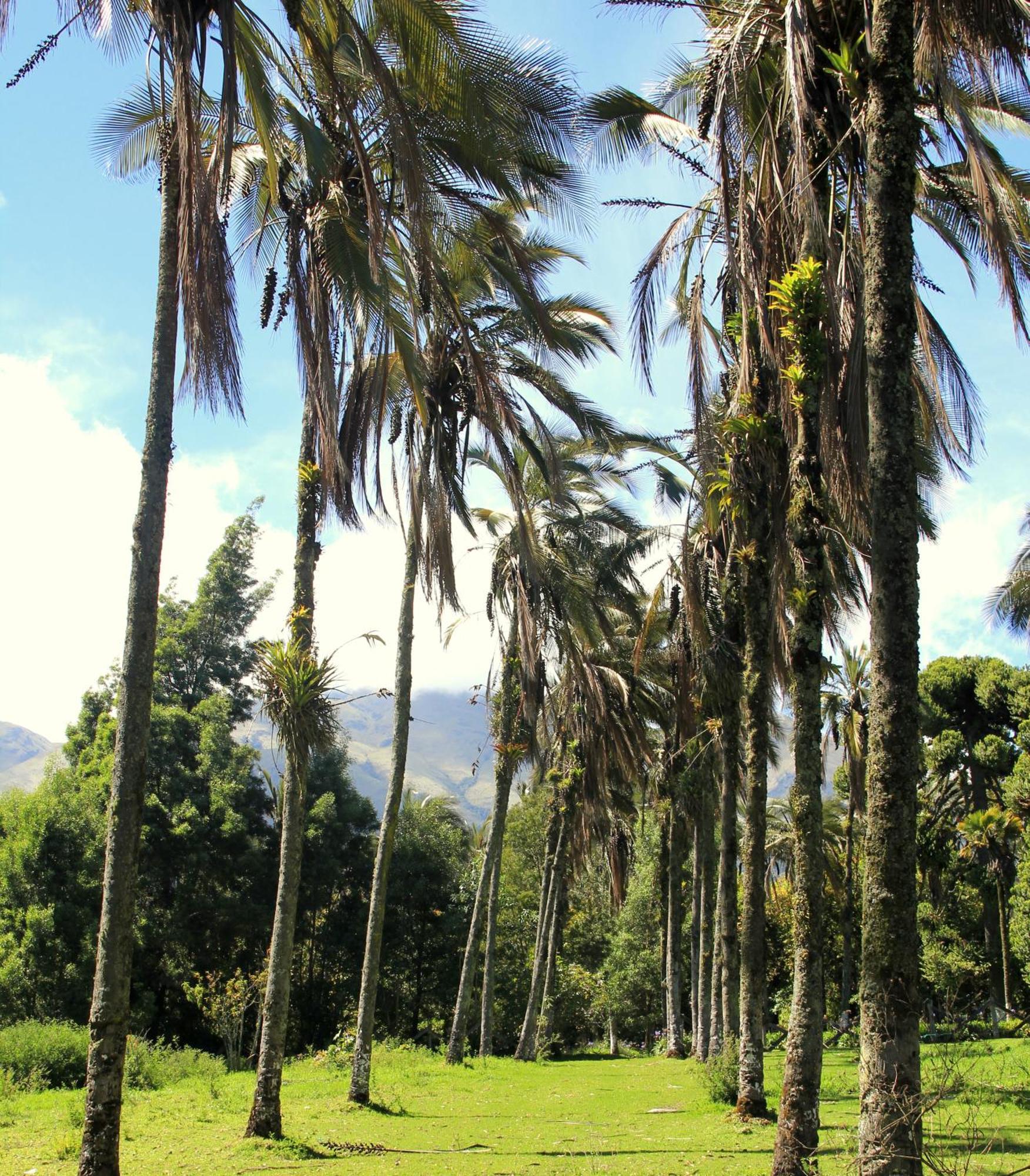 Hosteria Hacienda Pinsaqui Otavalo Extérieur photo